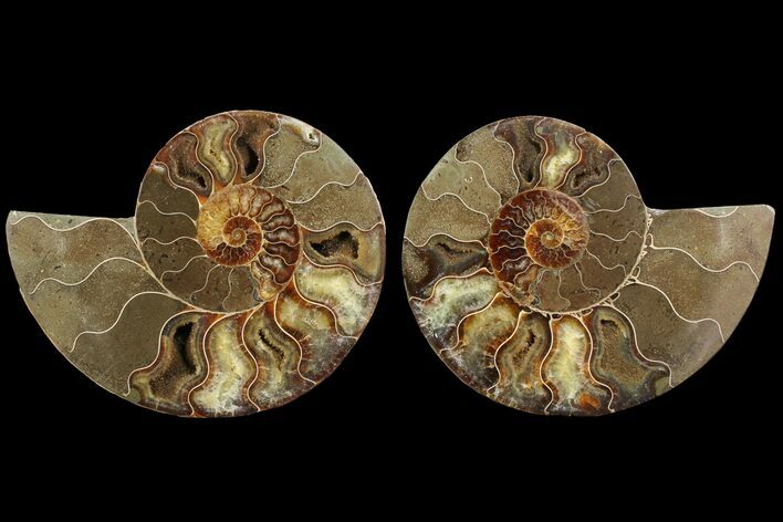 Bargain, Agatized Ammonite Fossil - Madagascar #111532